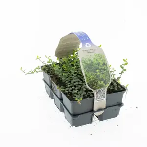 Japanse Kardinaalsmuts 'Minimus' - P9cm - afbeelding 1