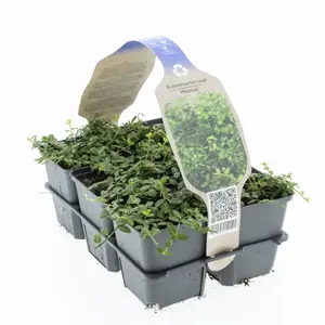 Japanse Kardinaalsmuts 'Minimus' - P9cm - afbeelding 2