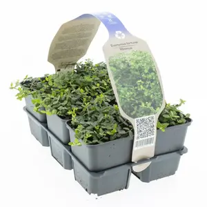 Japanse Kardinaalsmuts 'Minimus' - P9cm - afbeelding 3