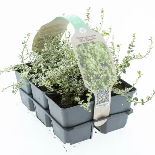 Japanse Kardinaalsmuts 'Silver Carpet' - P9cm - afbeelding 1