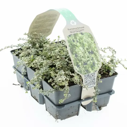 Japanse Kardinaalsmuts 'Silver Carpet' - P9cm - afbeelding 2