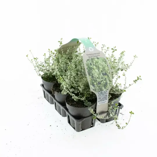 Japanse Kardinaalsmuts 'Silver Carpet' - P9cm - afbeelding 3