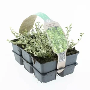 Japanse Kardinaalsmuts 'Silverstone' - P9cm