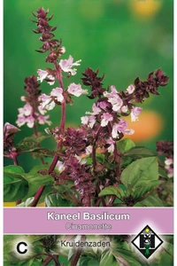 Kaneel Basilicum 'Cinamonette'