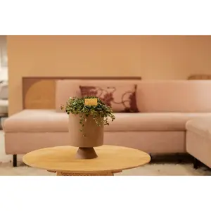 Kanonplant - P 12cm - afbeelding 6