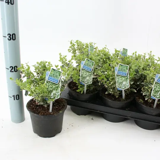 Kardinaalsmuts 'Emerald Gaiety' - P13cm