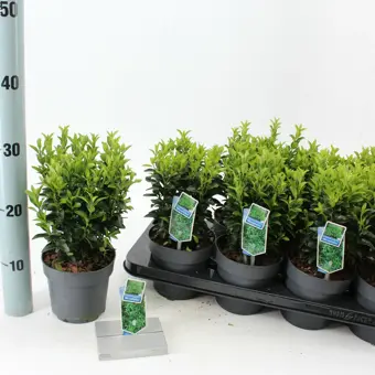 Kardinaalsmuts 'Microphyllus' - P13cm