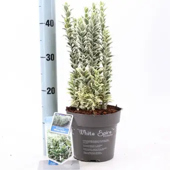 Kardinaalsmuts 'White Spire' - P17cm