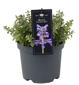 Kattekruid 'Purrsian Blue' - P19cm