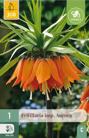 Keizerskroon 'Aurora'