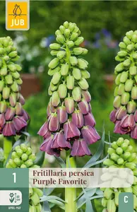 Keizerskroon 'Persica Purple Favorite'