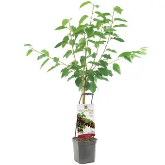 Kersenboom 'Lapins'