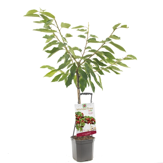 Kersenboom 'Regina' - afbeelding 1