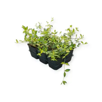 Kleine Maagdenpalm - P9cm - afbeelding 2