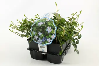 Kleine Maagdenpalm - P9cm - afbeelding 1