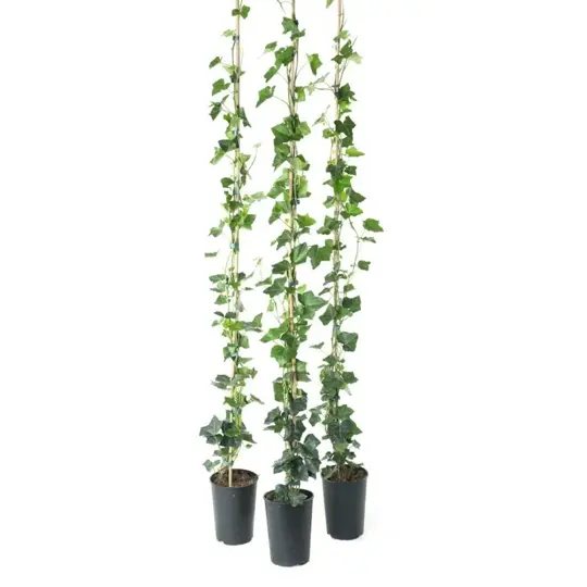 Klimop Grootbladig - H150 - P17cm - afbeelding 1