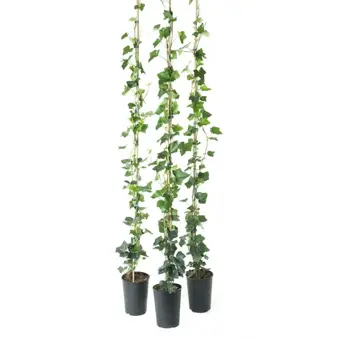 Klimop Grootbladig - H150 - P17cm - afbeelding 1