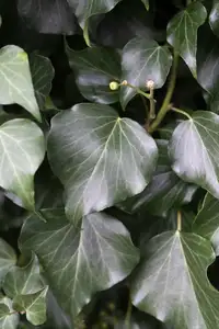 Klimop Grootbladig - P15cm - afbeelding 2