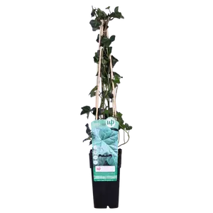 Klimop Grootbladig - P15cm - afbeelding 1