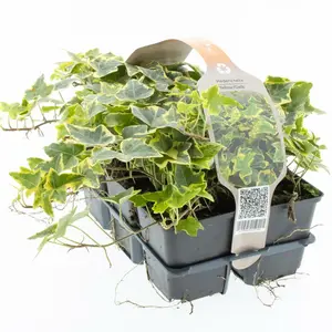 Klimop in Soorten, Wit/Geel/Groen - afbeelding 2