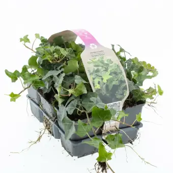 Klimop in Soorten, Wit/Geel/Groen - P9cm - afbeelding 5