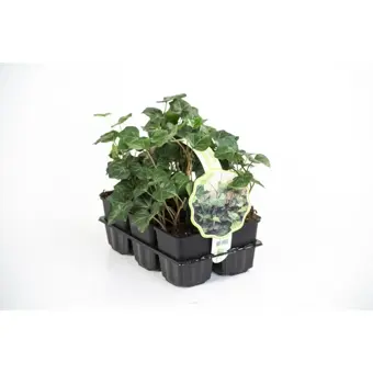 Klimop - P9cm - afbeelding 1