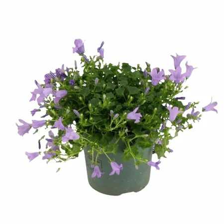 Klokjesbloem - Lila - P10,5cm