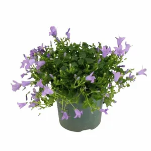 Klokjesbloem - Lila - P10,5cm