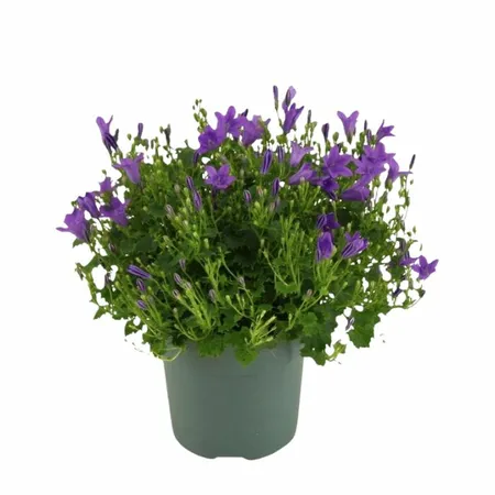 Klokjesbloem - Paars - P10,5cm