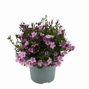 Klokjesbloem - Roze - P10,5cm