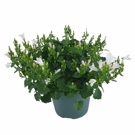 Klokjesbloem - Wit - P10,5cm