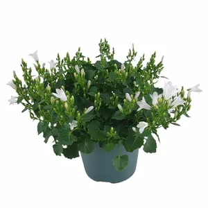 Klokjesbloem - Wit - P10,5cm