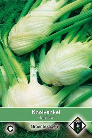 Knolvenkel 'Florence' - afbeelding 1