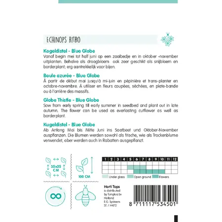 Kogeldistel 'Blue Globe' - afbeelding 2