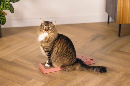 Krabplank Luipaard Roze - Karton - afbeelding 7