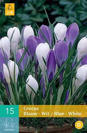 Krokus Blauw/Wit - Mix - afbeelding 2