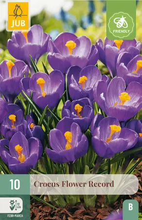 Krokus 'Flower Record'