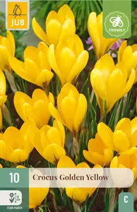 Krokus 'Golden Yellow'