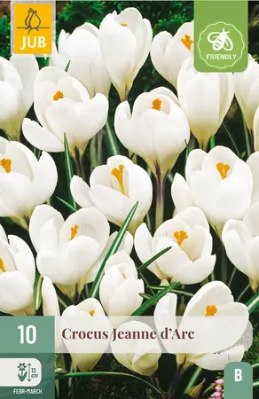 Krokus 'Jeanne d'Arc'