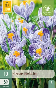 Krokus 'Pickwick'