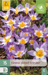Krokus 'Sieberi Tricolor'