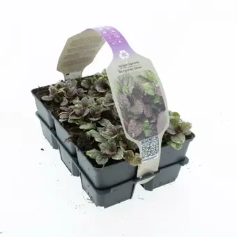 Kruipend Zenegroen - P9cm - afbeelding 2