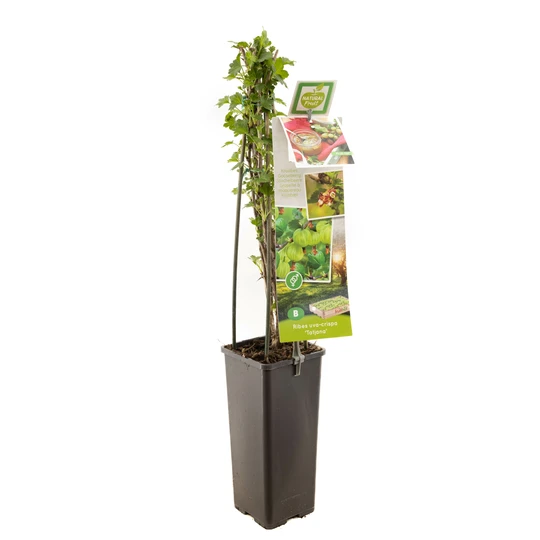 Kruisbes 'Tatjana' - Doornloos - afbeelding 1