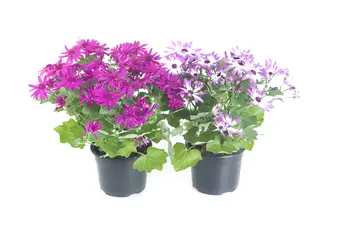 Kruiskruid - P17cm - afbeelding 1