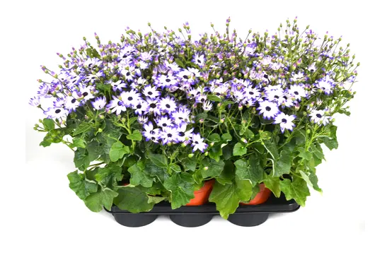 Kruiskruid - P17cm - afbeelding 5