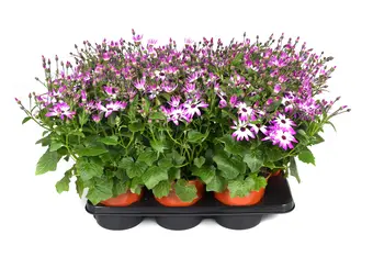 Kruiskruid - P17cm - afbeelding 3