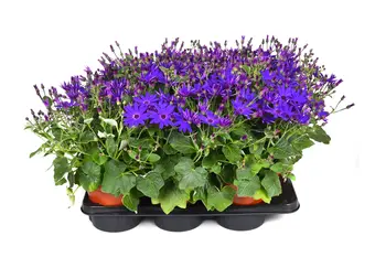 Kruiskruid - P17cm - afbeelding 4