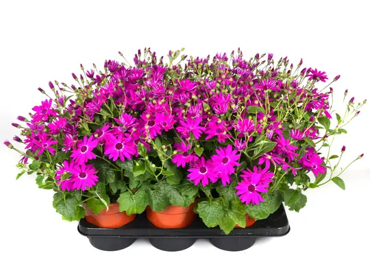 Kruiskruid - P17cm - afbeelding 2