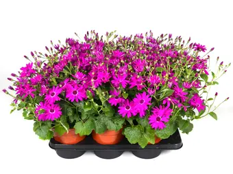 Kruiskruid - P17cm - afbeelding 2