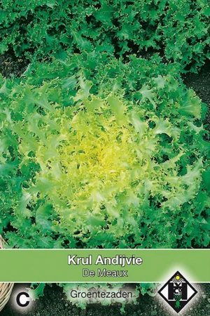 Krul Andijvie 'De Meaux' - afbeelding 1